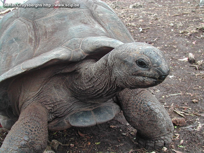 Zanzibar - Prison island - Tortoise Rare giant tortoises on the small island 'Prison island'. Stefan Cruysberghs